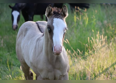 American Quarter Horse, Stallion, , 14,3 hh, Grullo