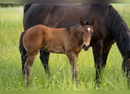 American Quarter Horse, Stallion, Foal (04/2026), 15.1 hh, Brown