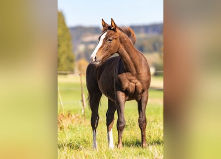 American Quarter Horse, Stallion, Foal (04/2026), 15.1 hh, Chestnut