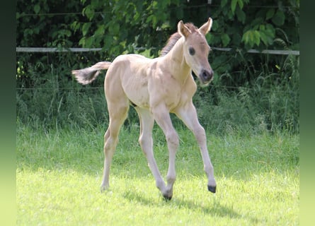 American Quarter Horse, Stallion, Foal (05/2024), 15.1 hh, Grullo