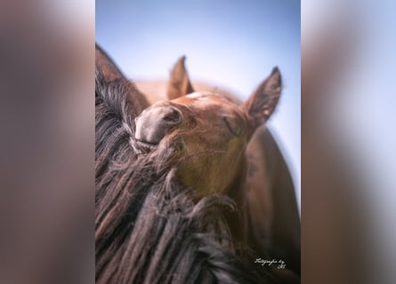 American Quarter Horse, Stallion, Foal (04/2024), 15.1 hh, Roan-Bay