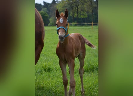 American Quarter Horse, Stallion, Foal (04/2026), 15.2 hh, Chestnut-Red