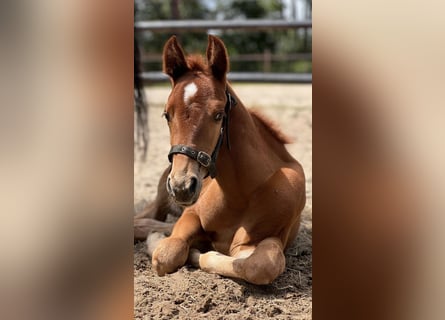 American Quarter Horse, Stallion, Foal (06/2024), 15,2 hh, Chestnut-Red