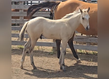 American Quarter Horse, Stallion, Foal (05/2025), 15 hh, Buckskin