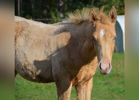 American Quarter Horse, Stallion, Foal (06/2024), 15 hh, Champagne