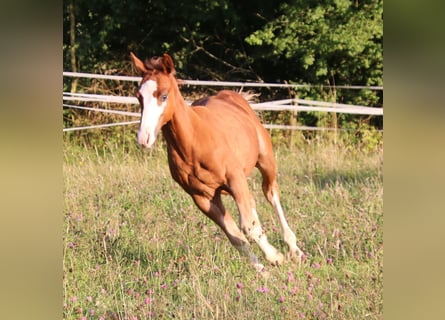 American Quarter Horse, Stallion, Foal (04/2025), 15 hh, Chestnut-Red