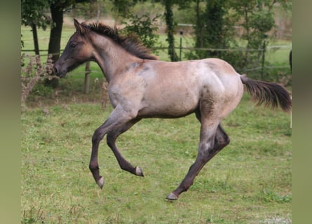 American Quarter Horse, Hengst, Fohlen (03/2024), 15 hh, Grullo