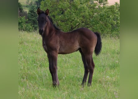 American Quarter Horse, Stallion, Foal (04/2024), 15 hh, Roan-Blue