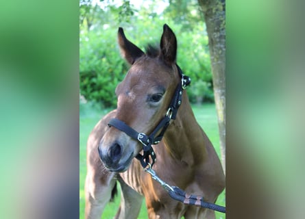 American Quarter Horse, Stallion, , 15,2 hh, Brown