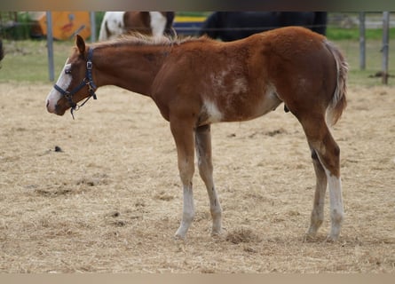 American Quarter Horse, Stallion, Foal (01/2025), 15,2 hh, Chestnut-Red