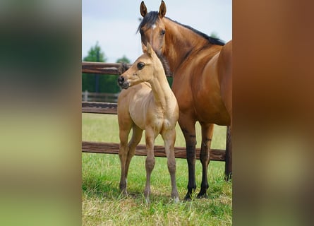 American Quarter Horse, Stallion, , 9,2 hh, Red Dun