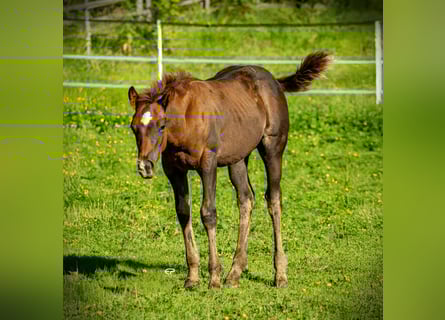American Quarter Horse, Stallion, Foal (05/2025), Bay-Dark