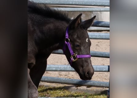 American Quarter Horse, Stallion, , Black