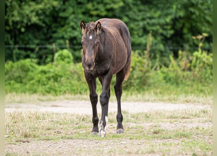 American Quarter Horse, Stallion, Foal (03/2025), Black