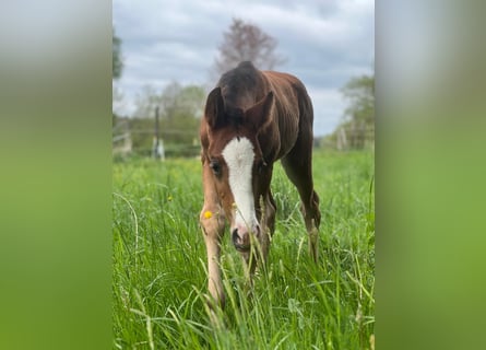American Quarter Horse, Stallion, , Brown