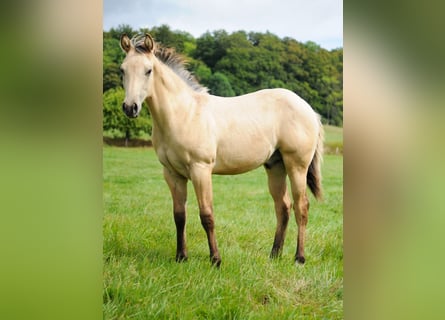 American Quarter Horse, Stallion, Foal (04/2026), Buckskin