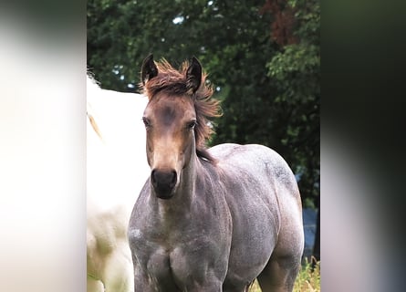 American Quarter Horse, Stallion, Foal (05/2025), Buckskin