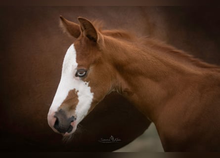 American Quarter Horse, Stallion, Foal (06/2025), Chestnut-Red