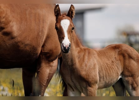 American Quarter Horse, Stallion, Foal (04/2026), Chestnut-Red