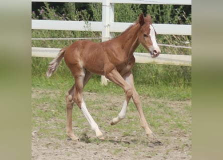 American Quarter Horse, Stallion, Foal (06/2024), Chestnut