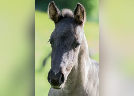 American Quarter Horse, Stallion, Foal (04/2024), Grullo