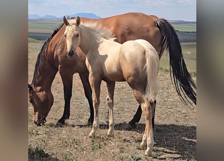 American Quarter Horse, Stallion, Foal (05/2025), Palomino