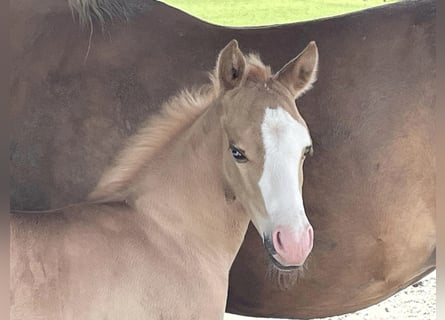 American Quarter Horse, Stallion, Foal (05/2024), Palomino