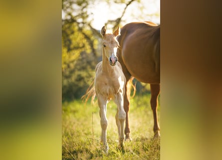 American Quarter Horse, Stallion, Foal (05/2025), Palomino