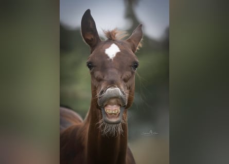 American Quarter Horse, Stallion, Foal (03/2025)