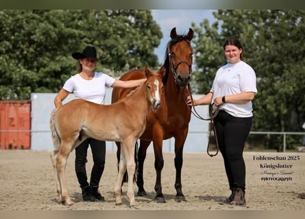 American Quarter Horse, Stallion, Foal (04/2025)