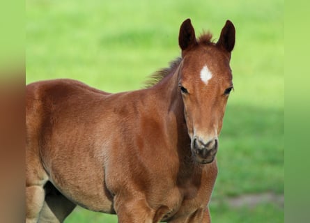 American Quarter Horse, Stallion, , Sorrel
