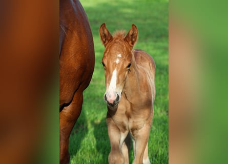 American Quarter Horse, Stallion, , Sorrel