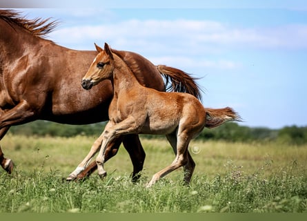 American Quarter Horse, Stallion, , Sorrel