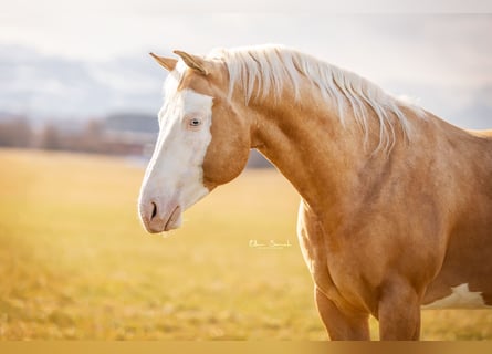 American Quarter Horse, Stallion, 6 years, Overo-all-colors