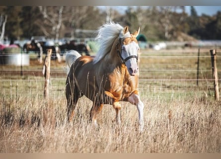 American Quarter Horse, Stallion, 10 years, 14,3 hh, Palomino