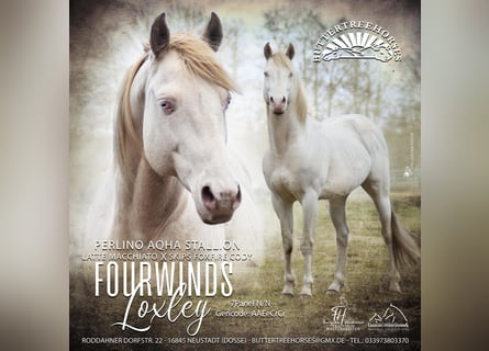 American Quarter Horse, Stallion, 15 years, 14,2 hh, Perlino