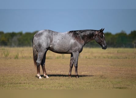American Quarter Horse, Stallone, 1 Anno, 142 cm, Roano rosso
