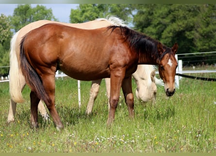 American Quarter Horse, Stallone, 1 Anno, 149 cm, Baio