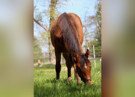 American Quarter Horse, Stallone, 1 Anno, 149 cm, Baio