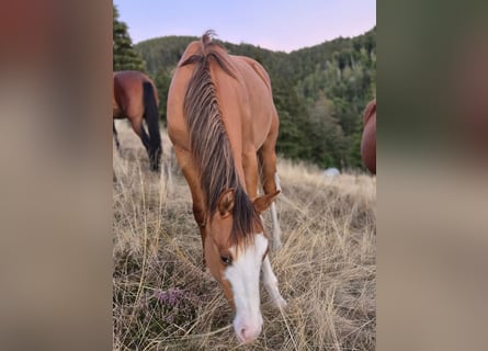 American Quarter Horse, Stallone, 1 Anno, 150 cm, Red dun