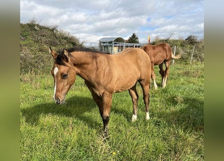 American Quarter Horse, Stallone, 1 Anno, 150 cm, Red dun