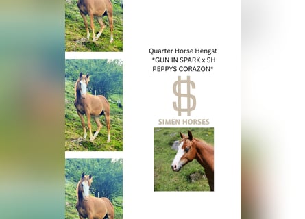 American Quarter Horse, Stallone, 1 Anno, 150 cm, Sauro