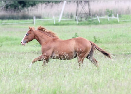 American Quarter Horse, Stallone, 1 Anno, 150 cm, Sauro