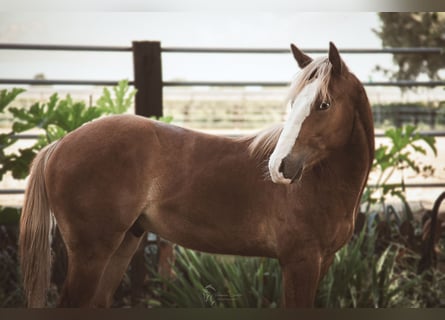 American Quarter Horse, Stallone, 1 Anno, 150 cm, Sauro