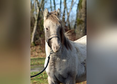 American Quarter Horse, Stallone, 1 Anno, 152 cm, Champagne