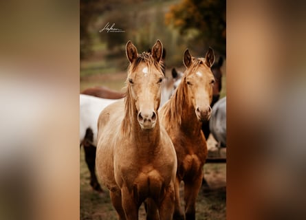 American Quarter Horse, Stallone, 1 Anno, 152 cm, Champagne