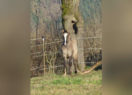 American Quarter Horse, Stallone, 1 Anno, 152 cm, Grullo
