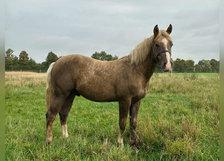 American Quarter Horse, Stallone, 1 Anno, 152 cm, Palomino