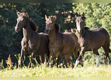 American Quarter Horse, Stallone, 1 Anno, 152 cm, Pelle di daino