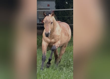 American Quarter Horse, Stallone, 1 Anno, 152 cm, Pelle di daino